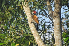 Dinopium benghalense