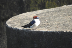 Hirundo smithii