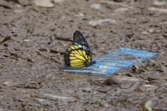 Prioneris cornelia