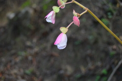 Begonia parcifolia