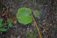 Begonia parcifolia