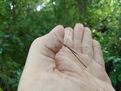 Emesaya brevipennis