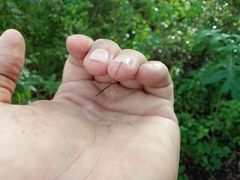 Emesaya brevipennis