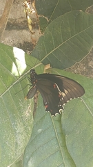 Battus polydamas