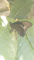 Battus polydamas
