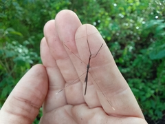 Emesaya brevipennis