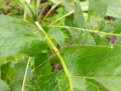 Emesaya brevipennis