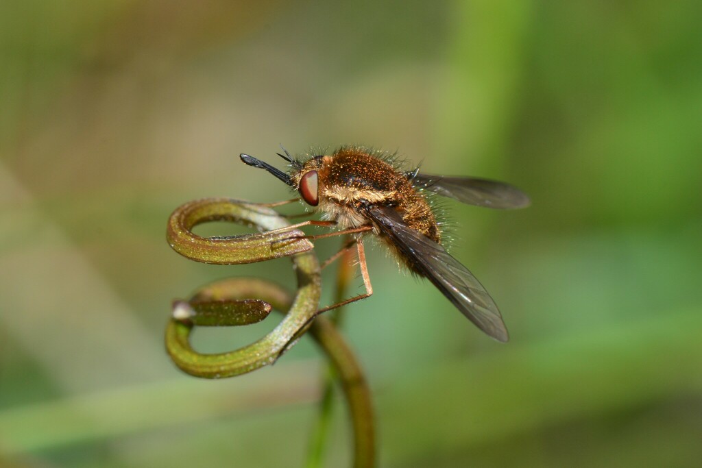 Staurostichus