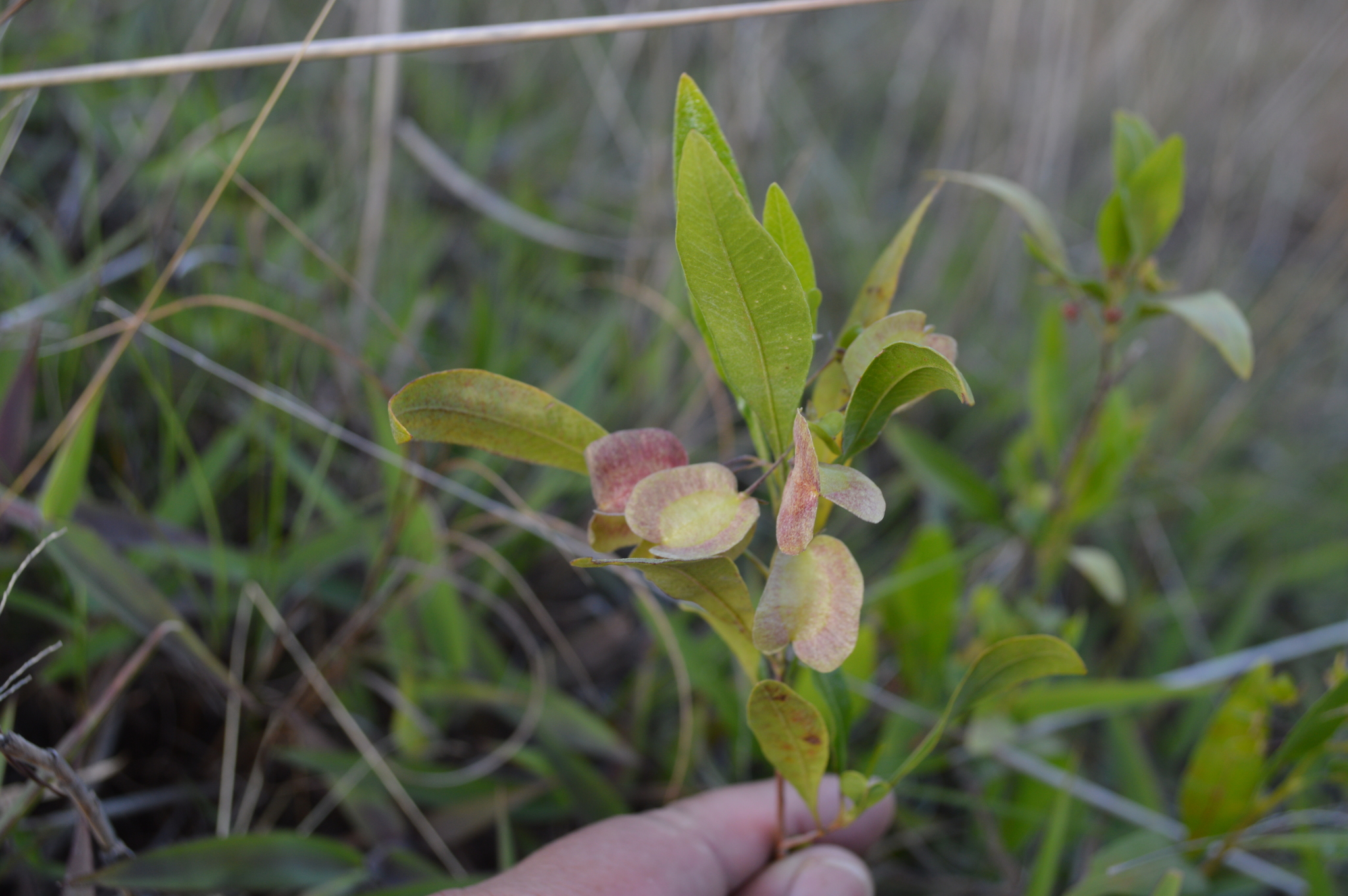 Dodonaea viscosa image