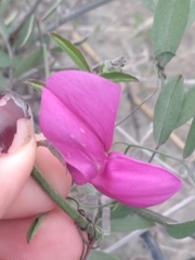 Lathyrus vestitus alefeldii