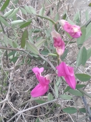 Lathyrus vestitus alefeldii