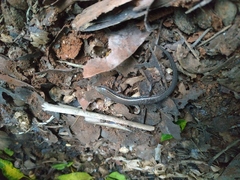 Subdoluseps bowringii