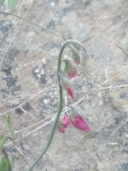 Lathyrus vestitus alefeldii