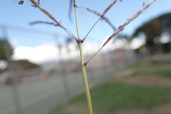Dichanthium annulatum annulatum