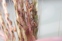 Dichanthium annulatum annulatum