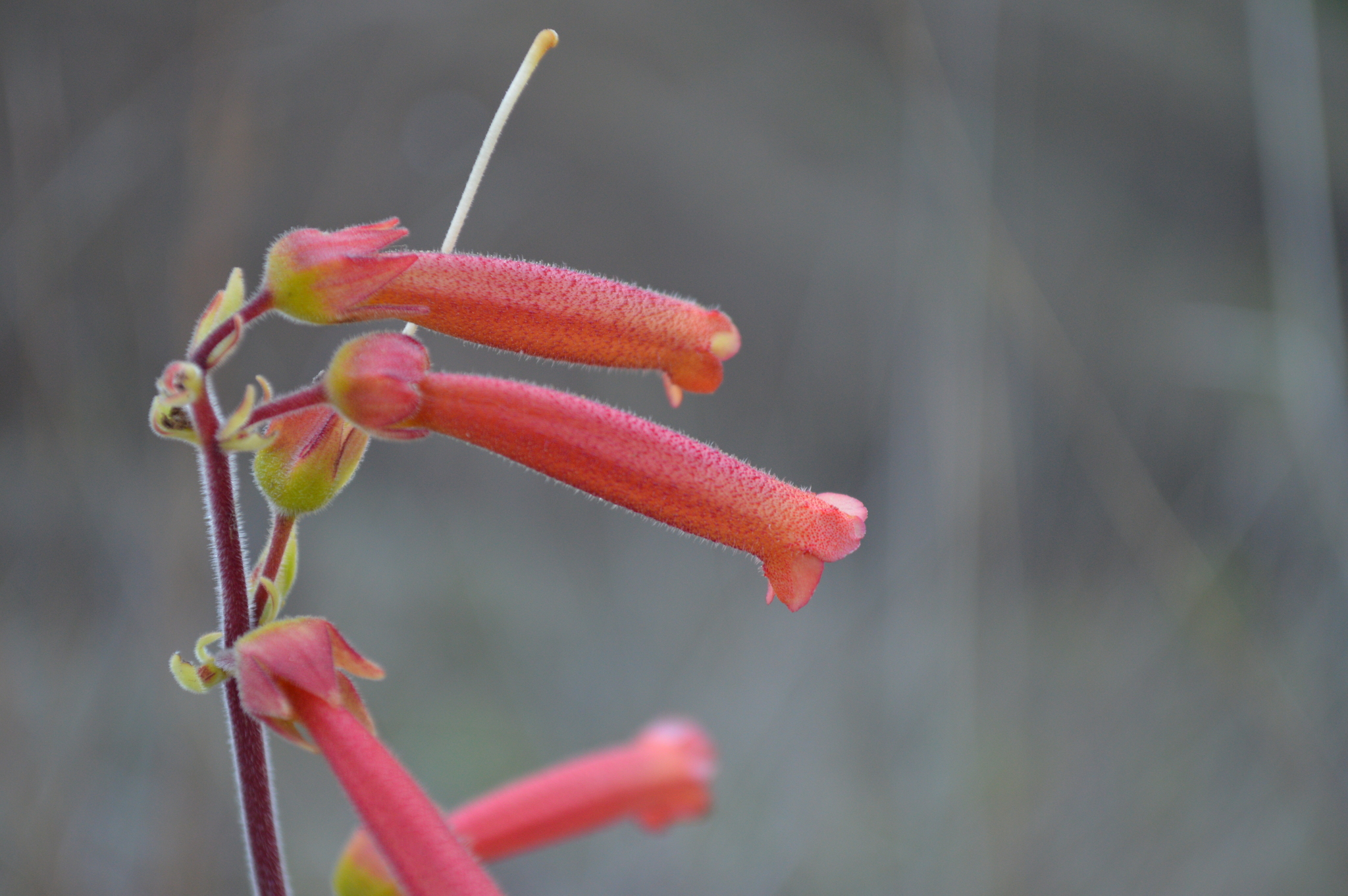 Sinningia warmingii image