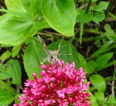 Trapezites phigalioides