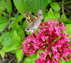 Trapezites phigalioides