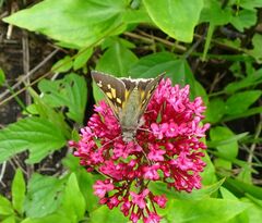 Trapezites phigalioides