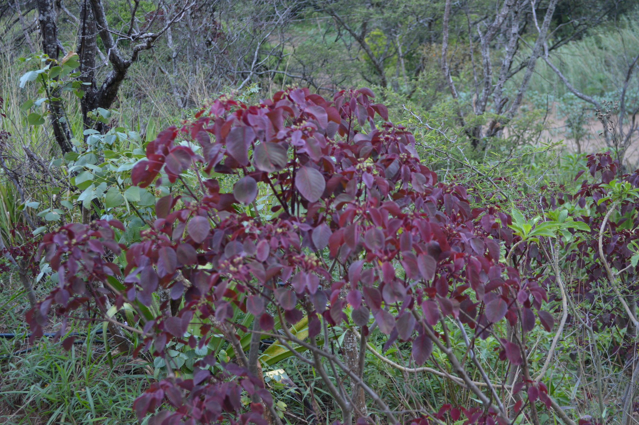 Euphorbia cotinifolia image