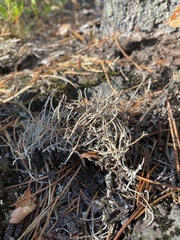 Cladonia verruculosa