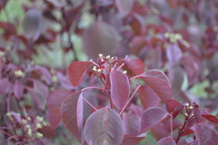 Euphorbia cotinifolia