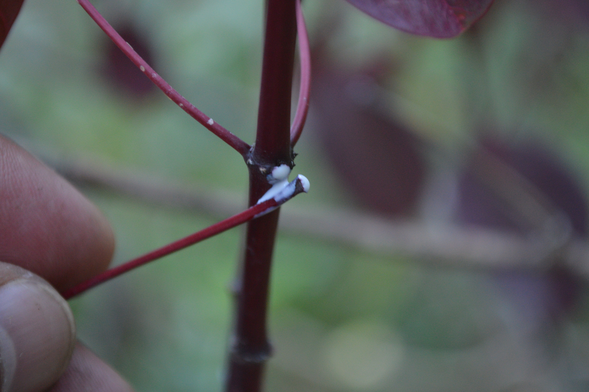 Euphorbia image