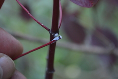 Euphorbia cotinifolia