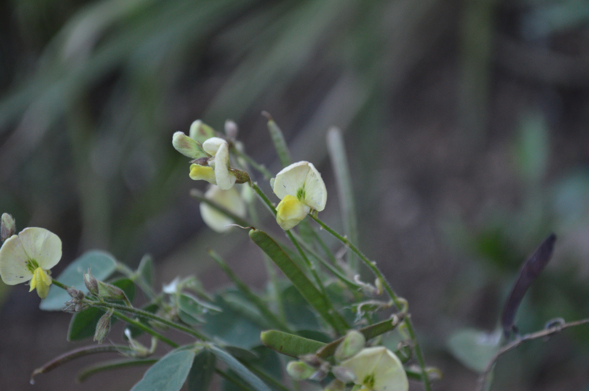 Coursetia caribaea image