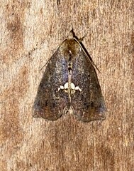 Hypsoropha hormos