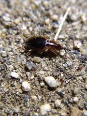 Tanystoma maculicolle