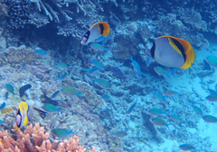 Chaetodon lineolatus