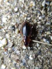 Tanystoma maculicolle