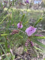 Melaleuca decussata