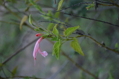 Salvia squalens