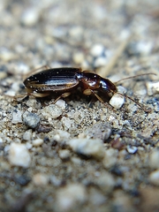 Tanystoma maculicolle