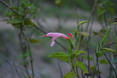 Salvia squalens