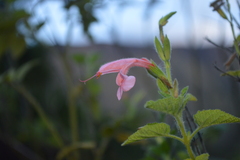 Salvia squalens
