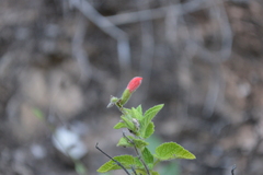 Salvia squalens