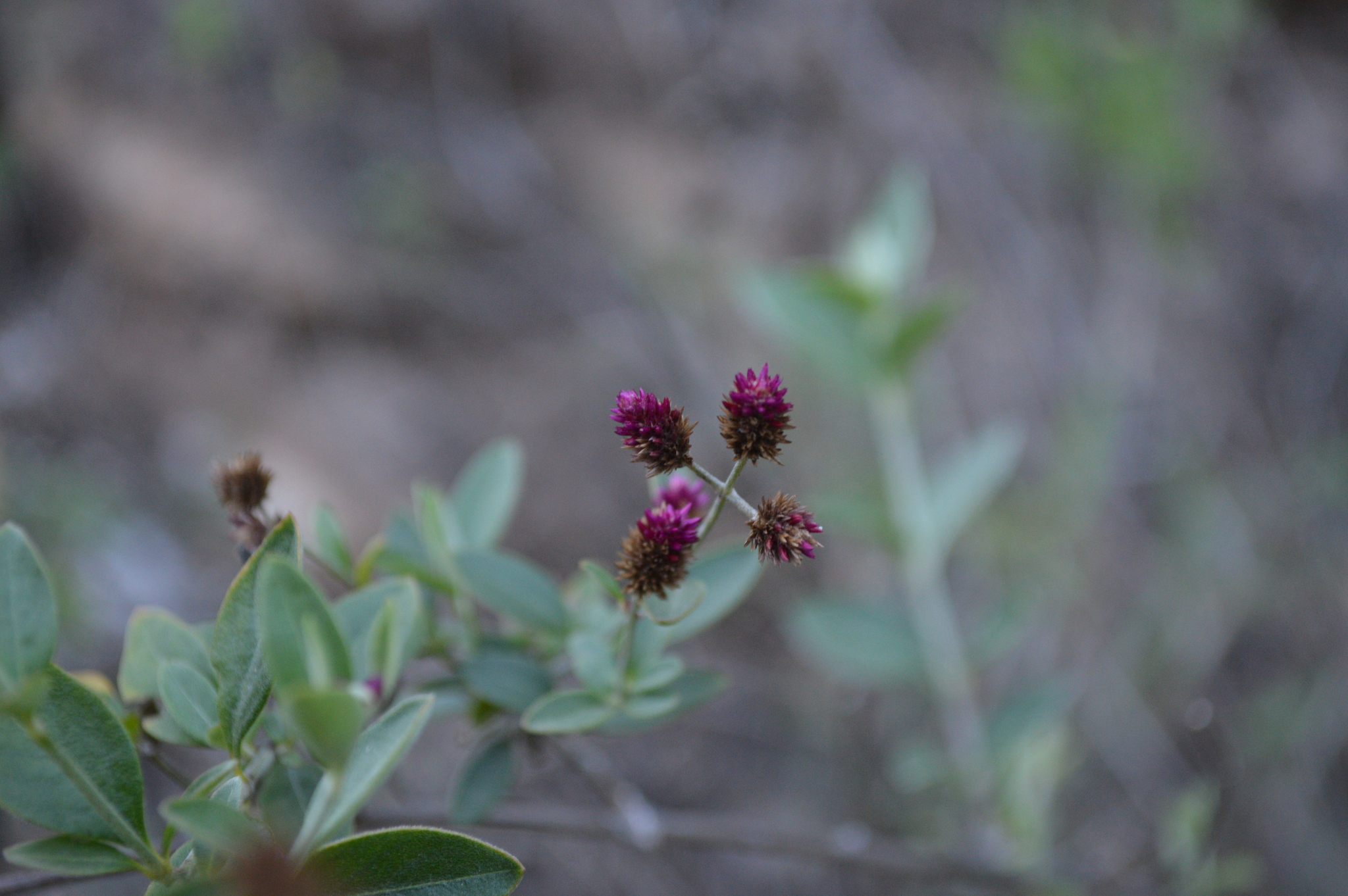 Alternanthera porrigens image