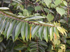 Xylopia aromatica