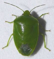 Glaucias amyoti