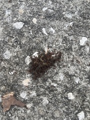 Solenopsis invicta