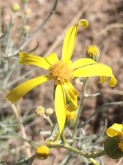 Senecio flaccidus flaccidus