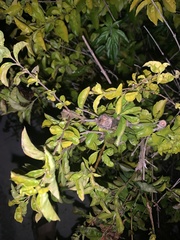 Duranta erecta