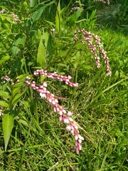 Persicaria hydropiperoides