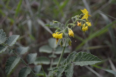 Solanum habrochaites
