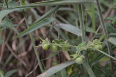 Solanum habrochaites