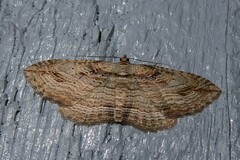 Austrocidaria gobiata