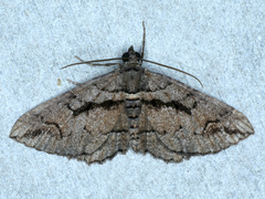 Chrysolarentia plagiocausta